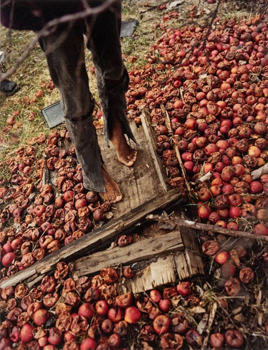 Gregory Halpern — King, Queen, Knave