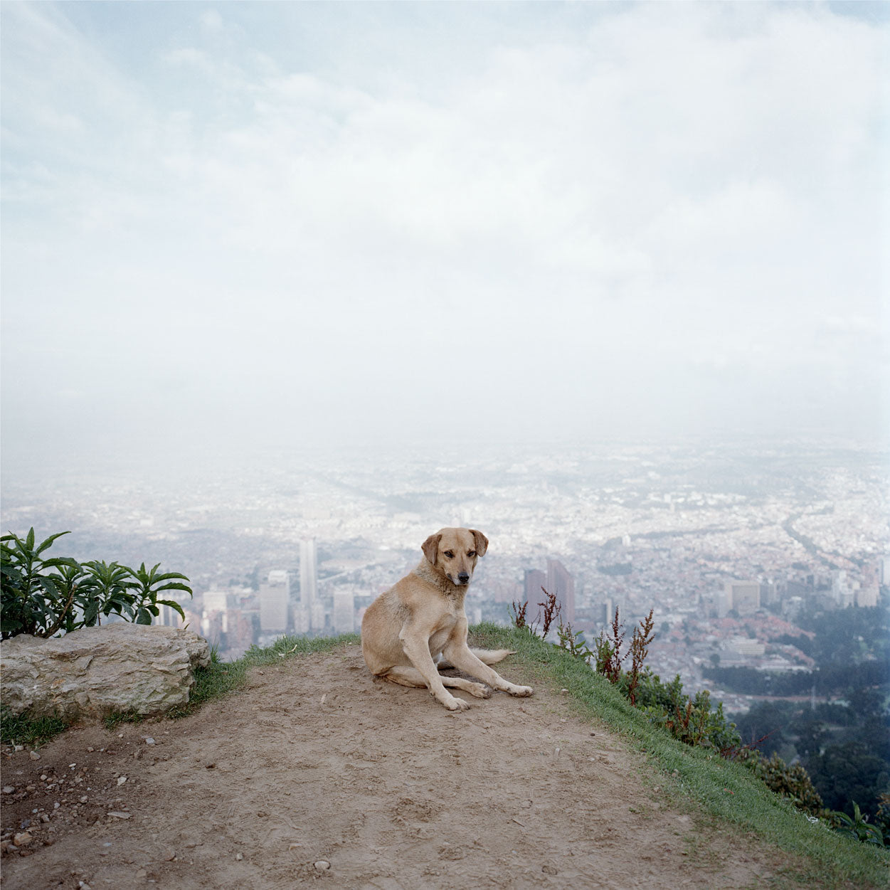 Alec Soth — Dog Days Bogotá