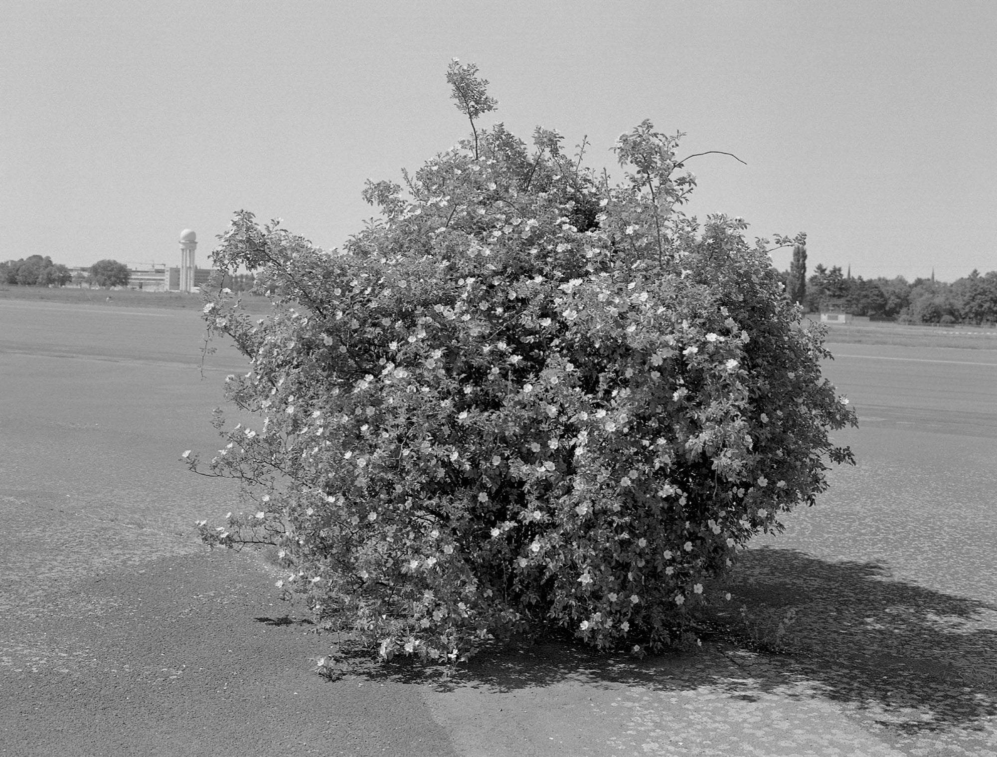 Mark Steinmetz — Berlin Pictures