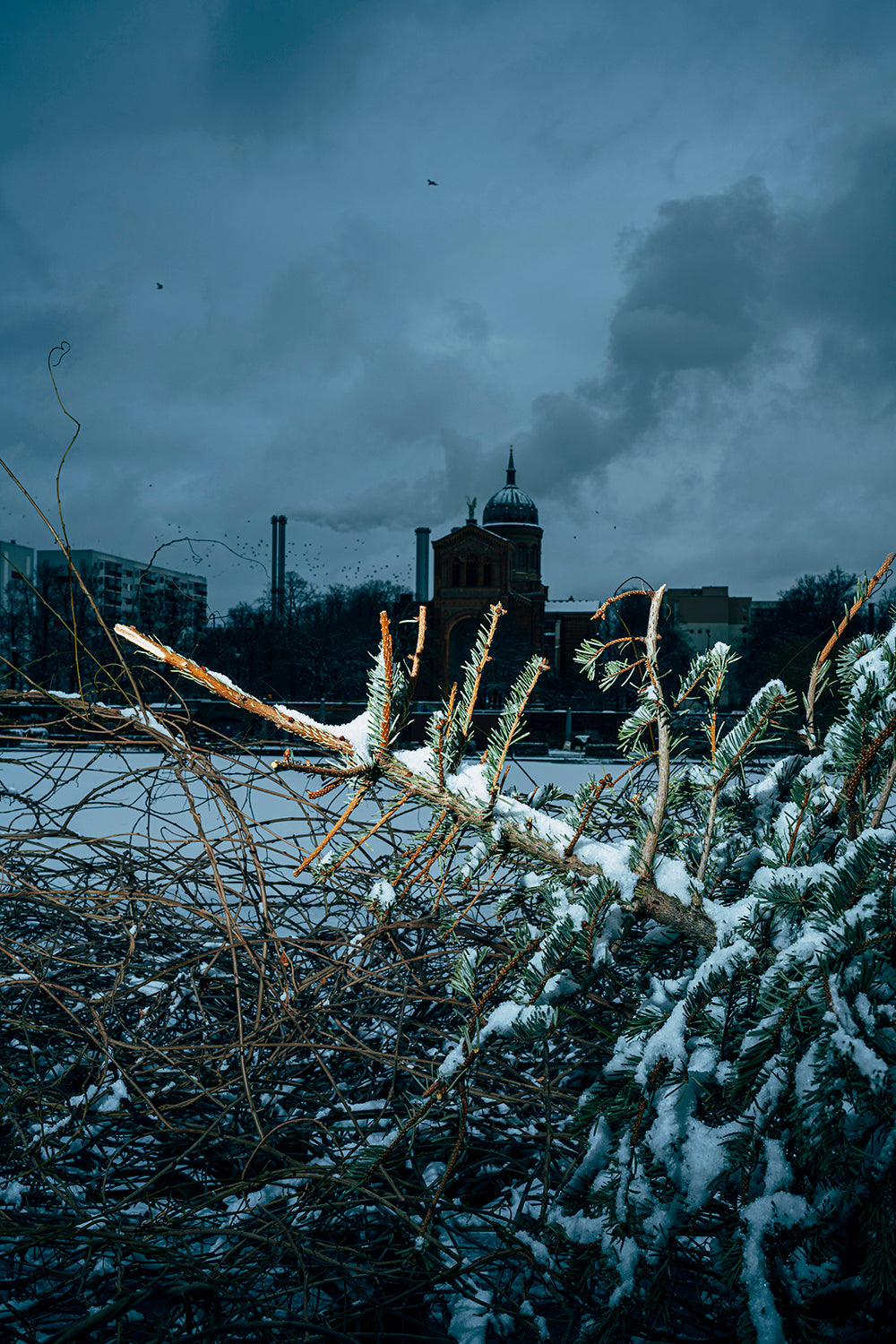 Nikita Teryoshin — O Tannenbaum