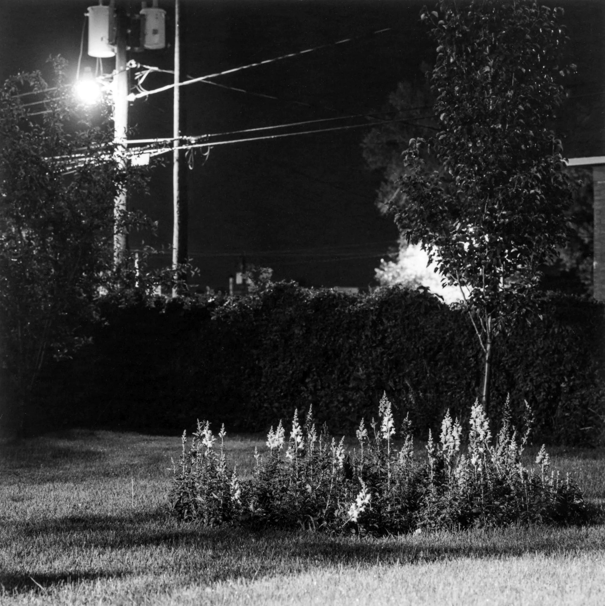 Robert Adams — Summer Nights