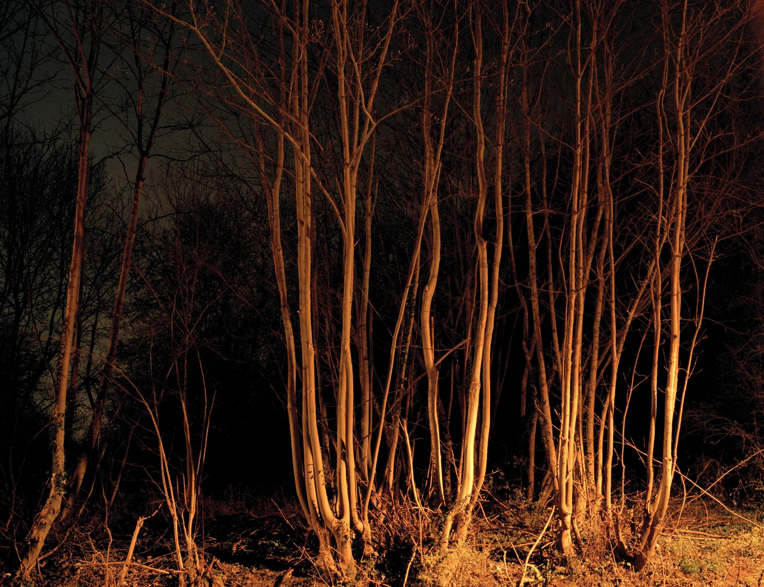 Paul Seawright — The Forest