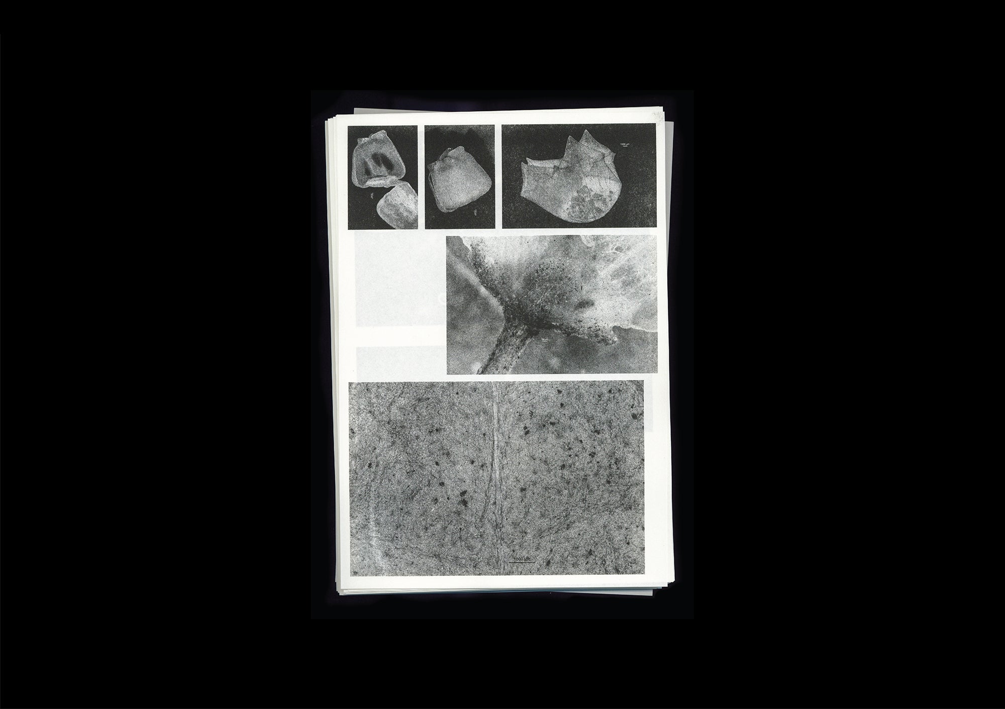 Loh Xiang Yun  —  Microscopic Images