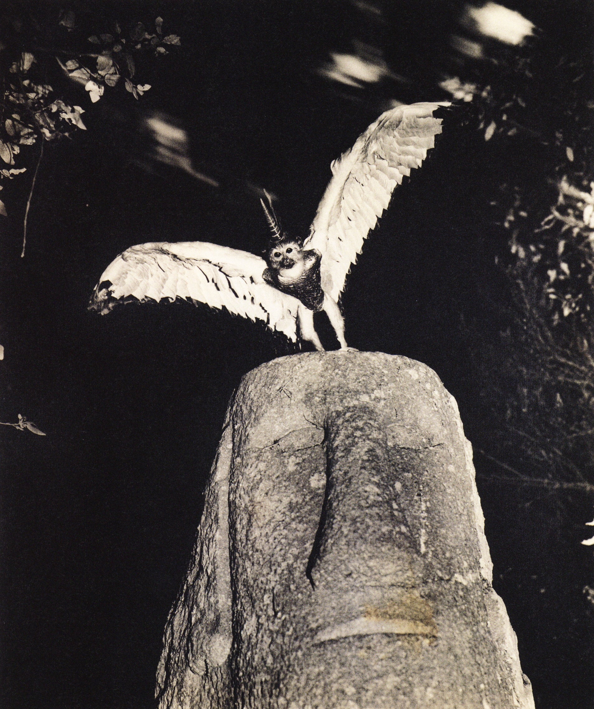 Joan Fontcuberta — The Photography of Nature