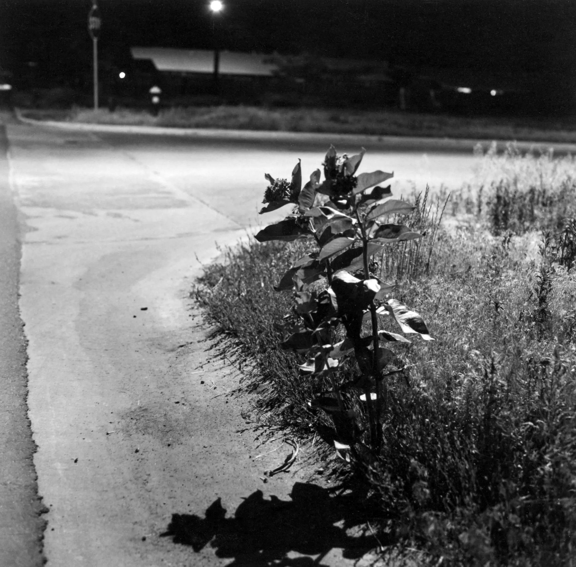 Robert Adams — Summer Nights