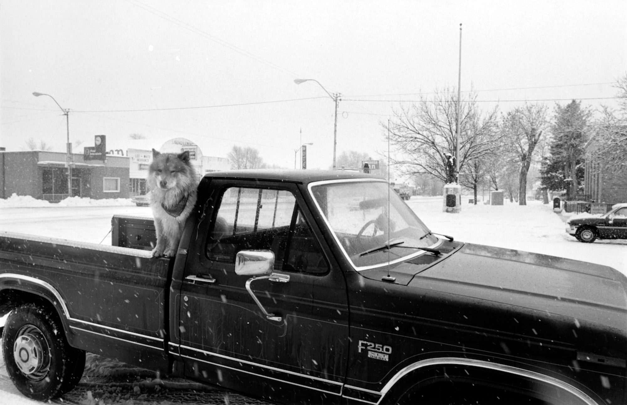 Lee Friedlander — Dog's Best Friend