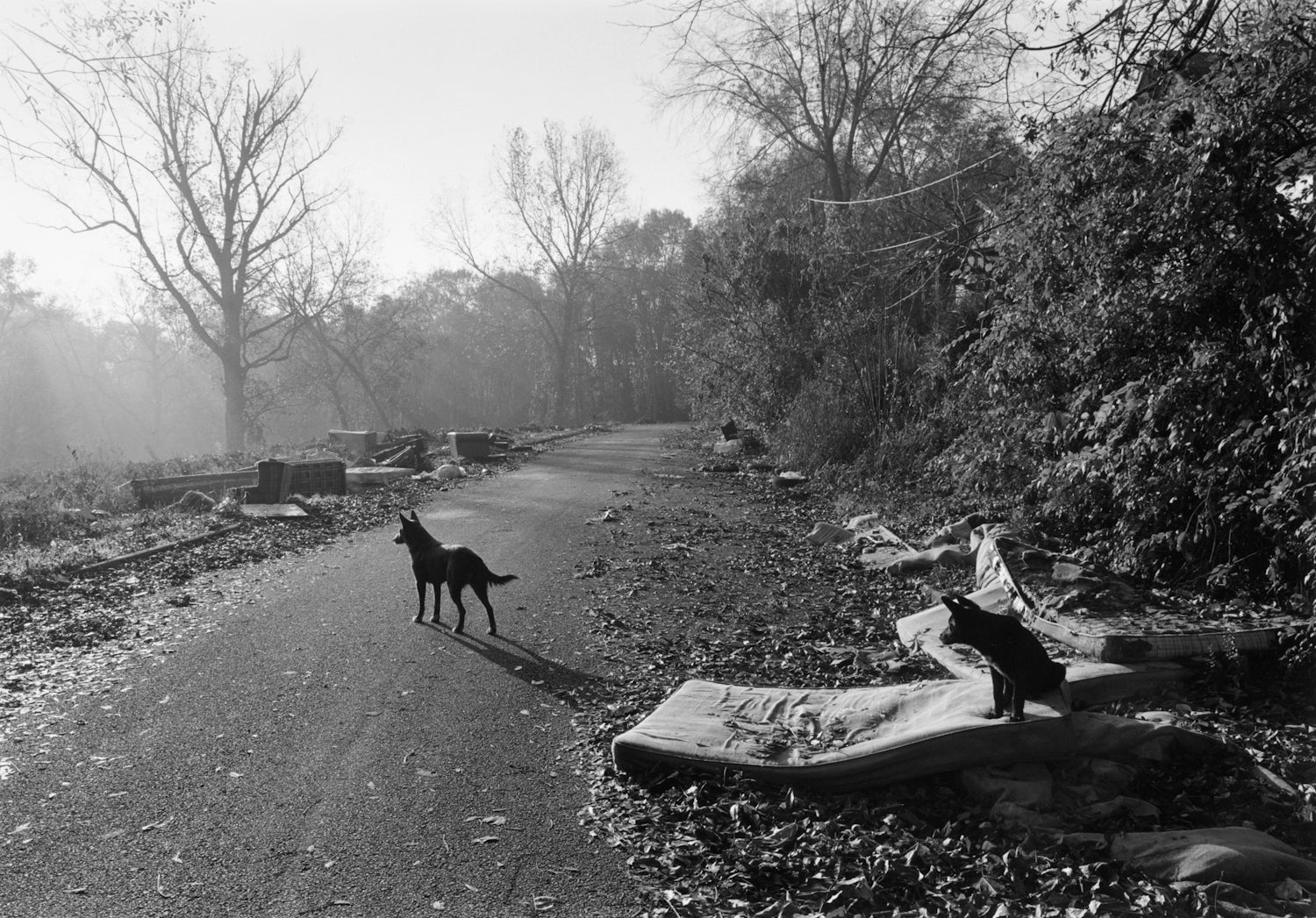 Mark Steinmetz — South East