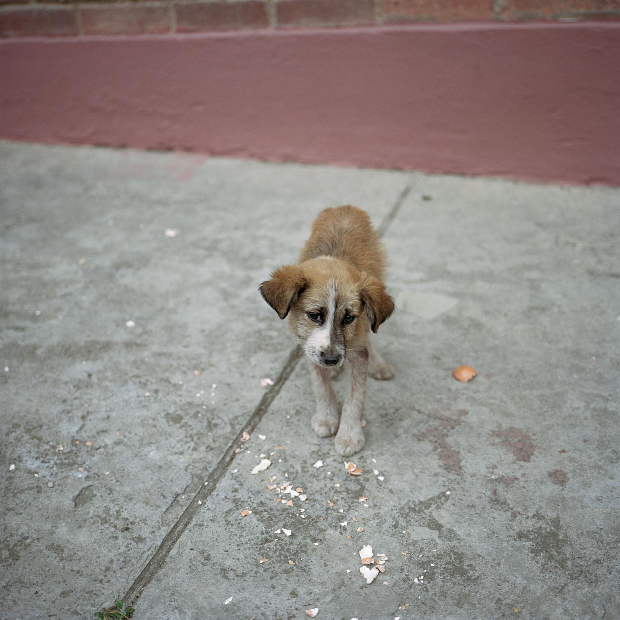 Alec Soth — Dog Days Bogotá