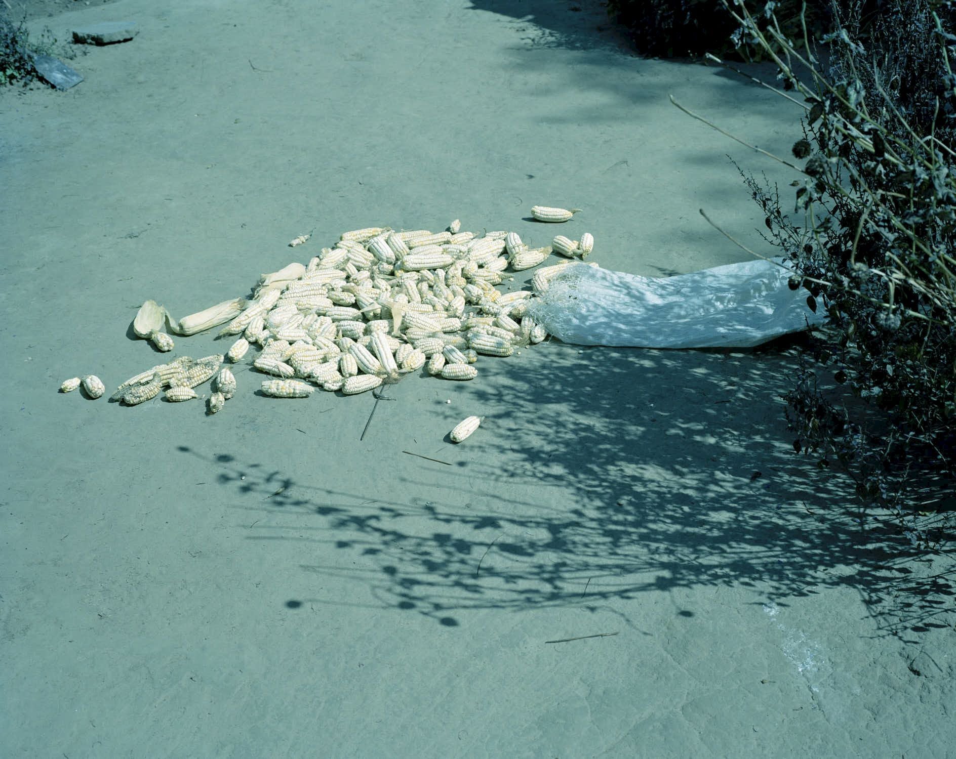 Viviane Sassen — Parasomnia