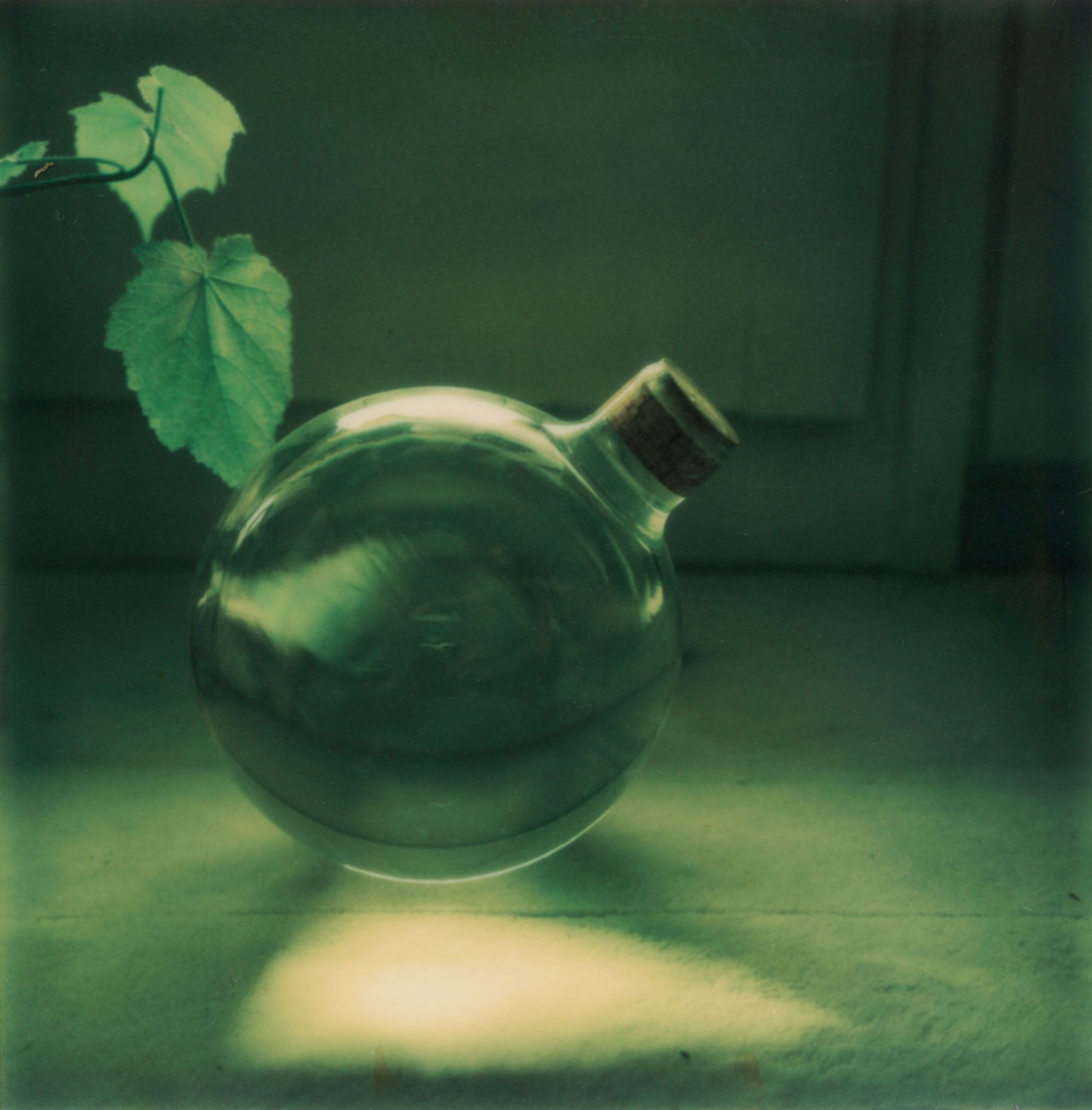 Robby Müller — Flora Polaroids