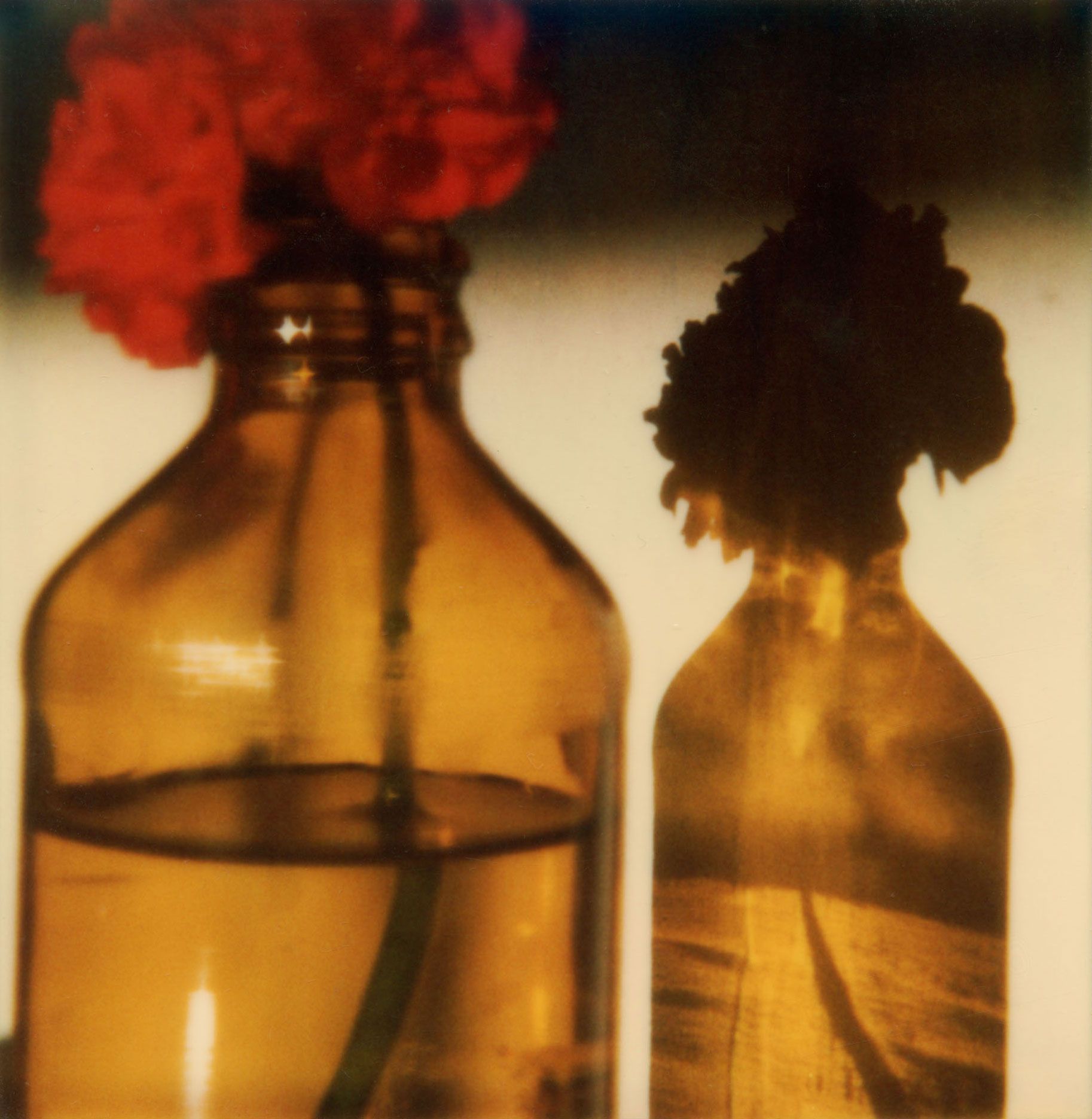 Robby Müller — Flora Polaroids