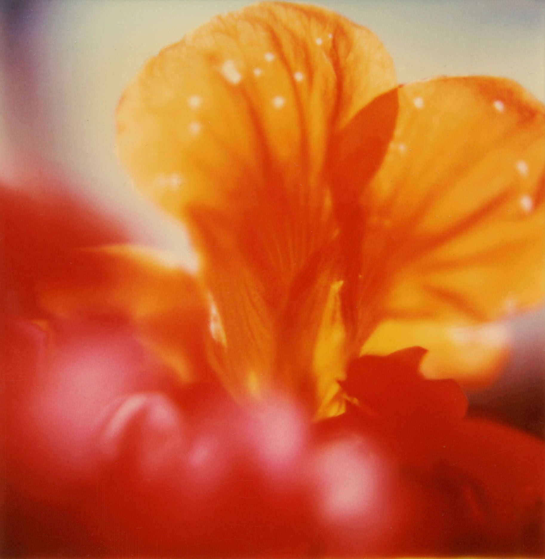 Robby Müller — Flora Polaroids