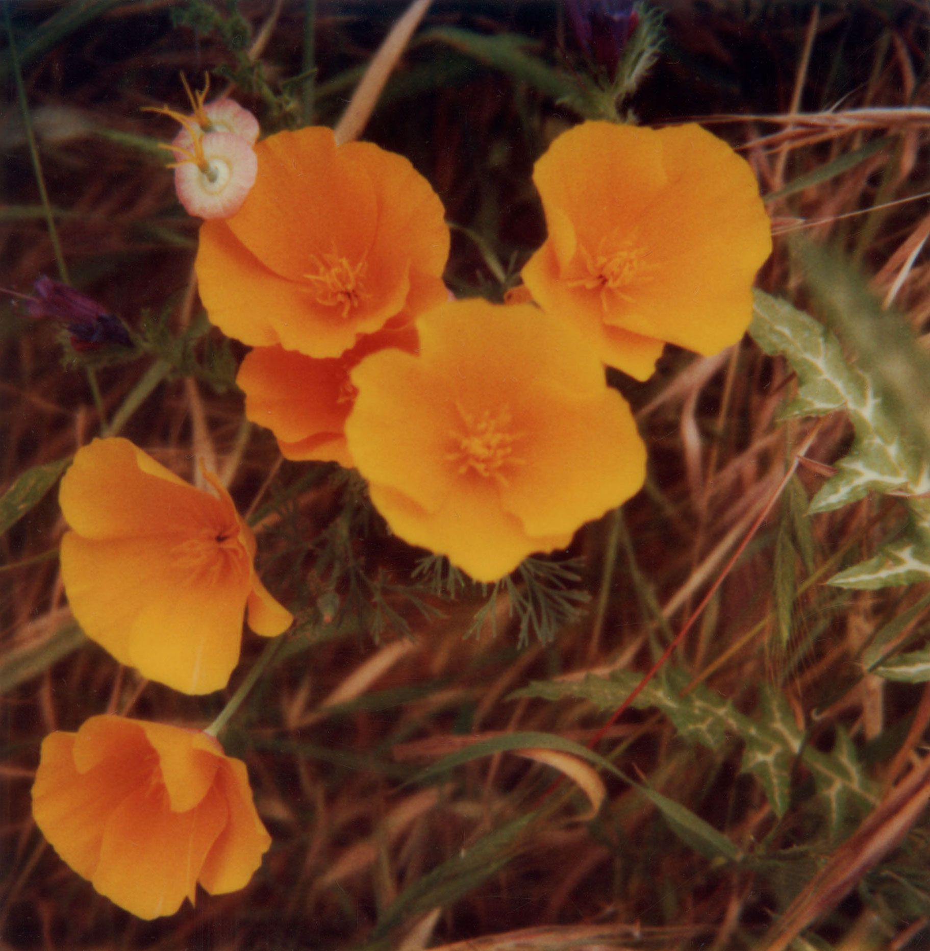 Robby Müller — Flora Polaroids