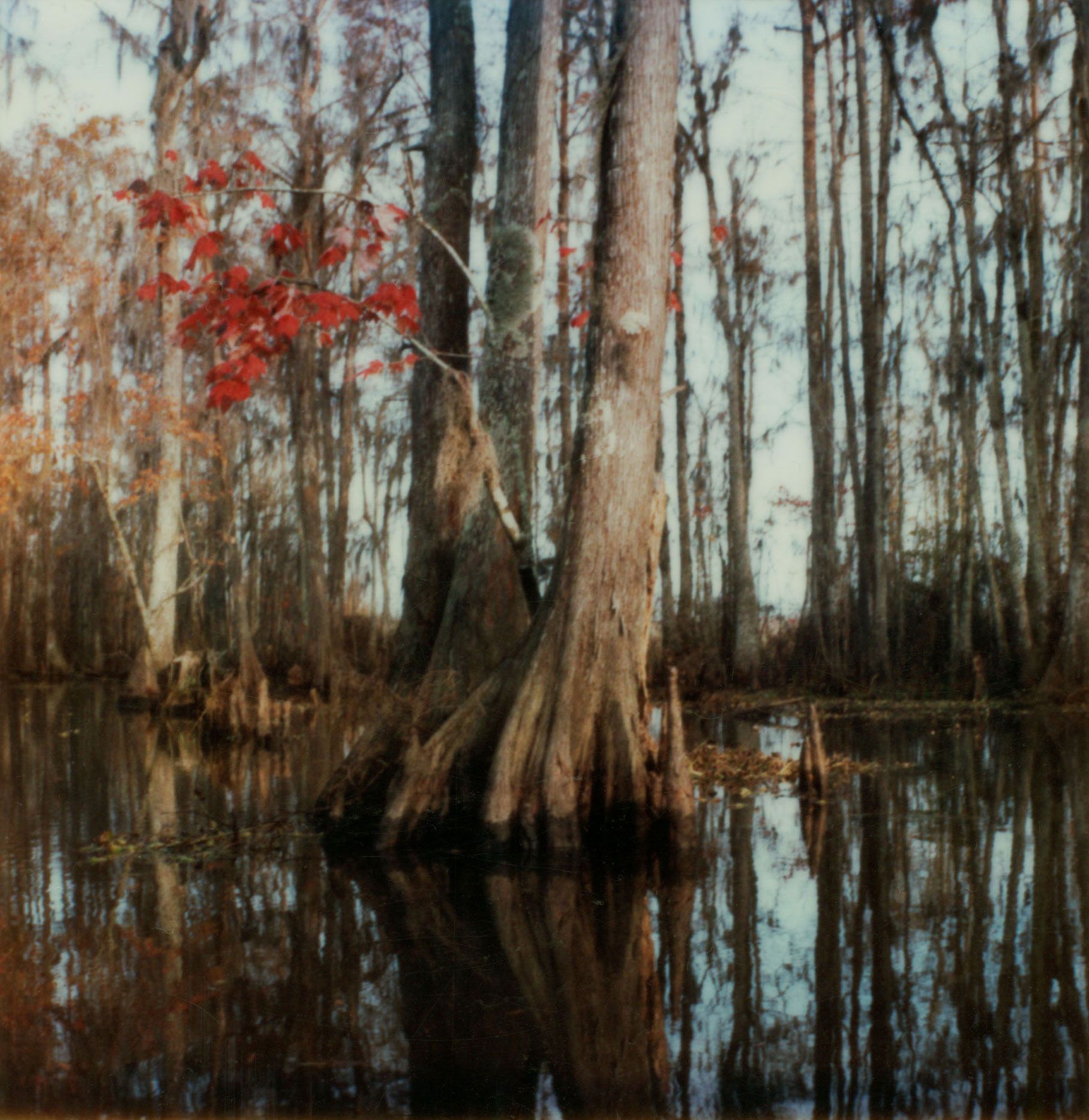 Robby Müller — Flora Polaroids